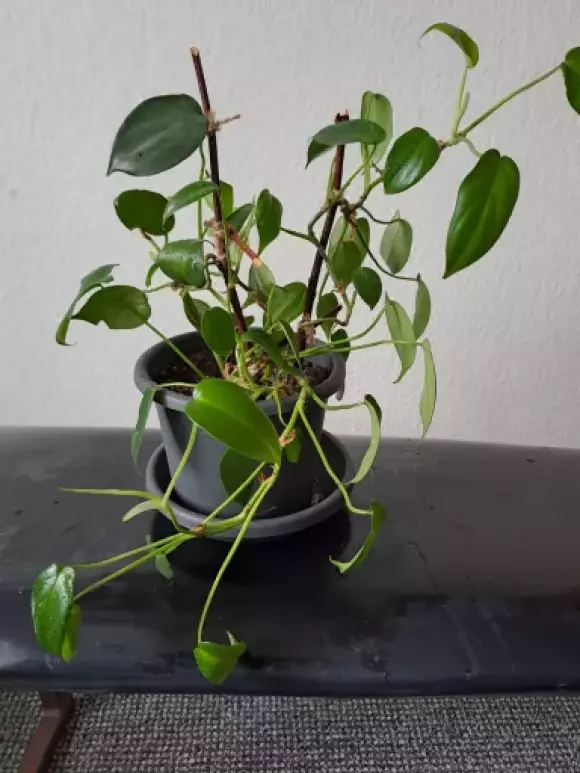 Phillodendron squamiferum_A.webp