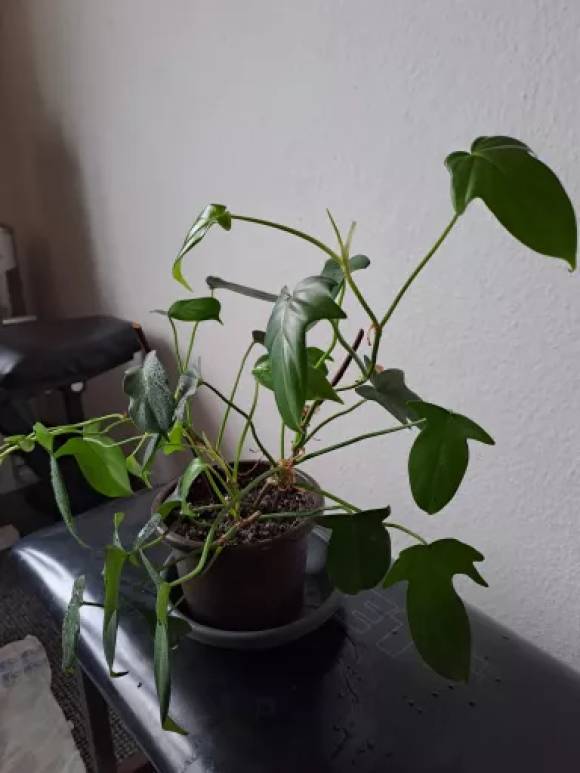 Phillodendron squamiferum_II..jpg