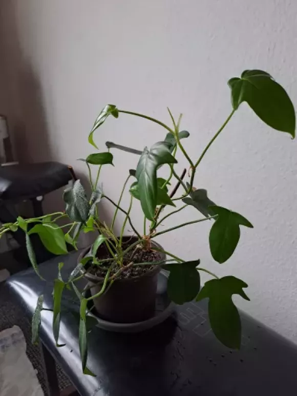 Phillodendron squamiferum_II..webp