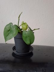 Philodendron hederaceum_1.jpg