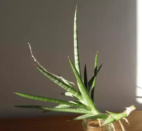 S. gracilis 1.webp