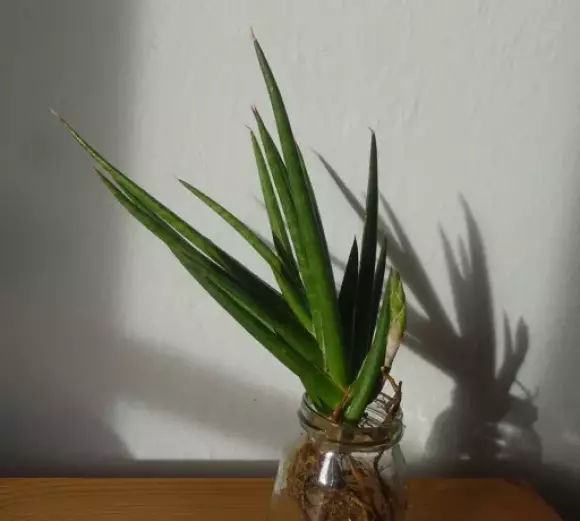 francisii 1.webp