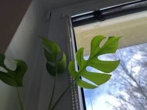 Monsters minima