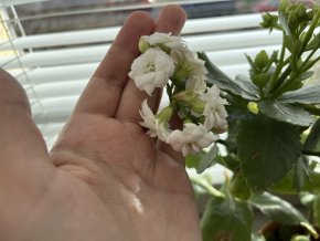 Kolopejka vděčná (kalanchoe blossfeldiana)