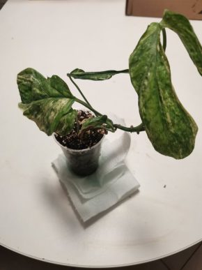 Amydrium medium variegated