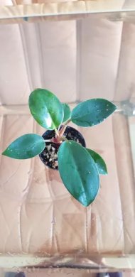 Philodendron Red Congo