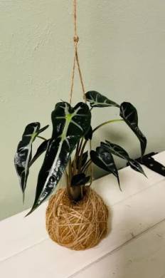 Kokedama Alocasia