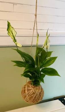 Kokedama Lopatkovec