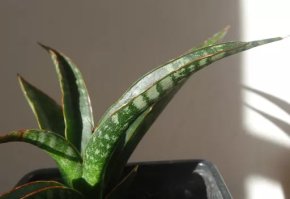 Tchynin jazyk, Sansevieria cv. Lucky