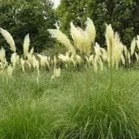 cortaderia selloana01s.webp