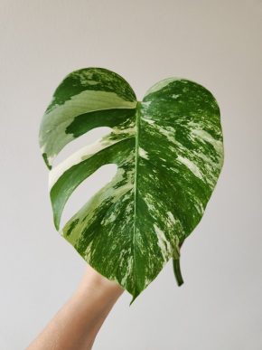 Monstera Deliciosa Albo Variegata