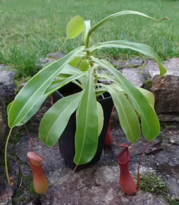 Nepenthes ventrata L 11 (1).webp