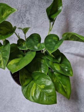 Epipremnun global green