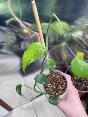 Epipremnum Pinnatum Variegata (malá rostlinka #1)