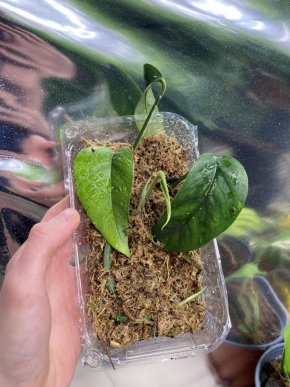 Epipremnum Pinnatum “Variegata” (box 5 řízků)