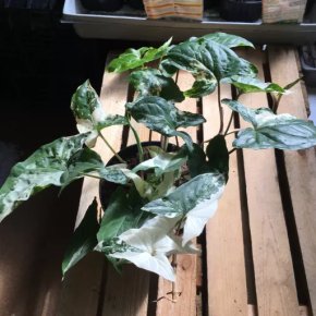 Syngonium variegata