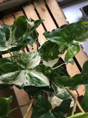 Syngonium variegata 2