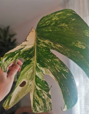 Monstera Deliciosa Albo
