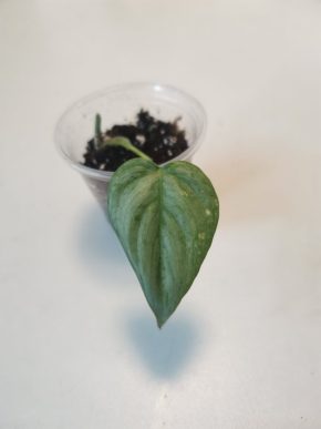 Philodendron sodiroi