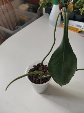 Philodendron joepii