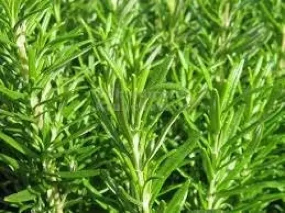 Rosmarinus Abraxas01.webp