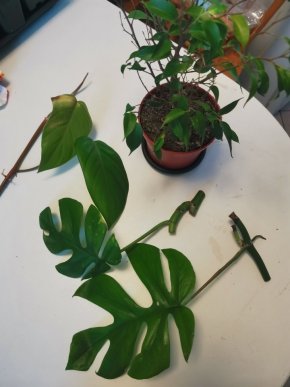 Set 4 rostlin