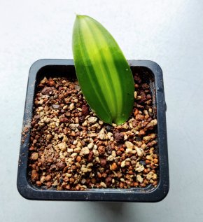 Vanilka pravá - orchidej