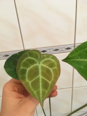 Anthurium Clarinervium