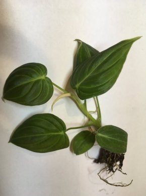Baby Philodendron Melanochrysum