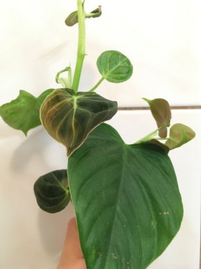 Filodendron Lupinum + Melanochrysum + Fuzzy Petiole