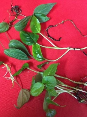 Filodendron Micans + Monstera Adansonii + Monstera Pinnatipartita (?) + Rhaphidophora cryptantha