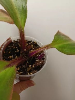 Siderasis fuscata