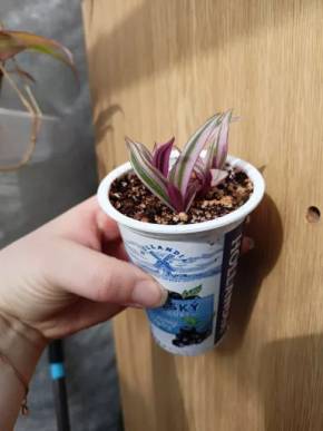 Tradescantia spathacea 'Sitara'