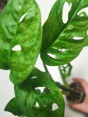 Monstera sp aff lechleriana mint - vrchol se třemi listy