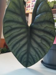 IMG_20230323_094644.jpg