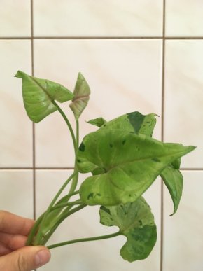 Syngonium Grey Ghost / Green Splash