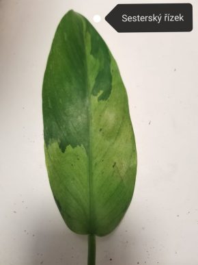 Philodendron jose buono řízek