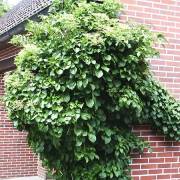 Hydrangea petiolaris.jpg