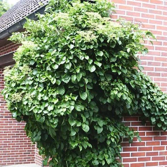 Hydrangea petiolaris.jpg