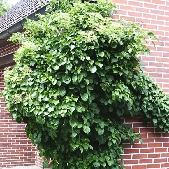 Hydrangea petiolaris.webp