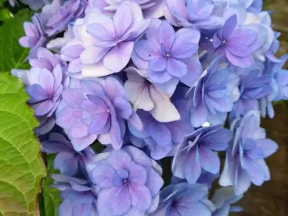 Hydrangea macrophylla Romance 01.webp