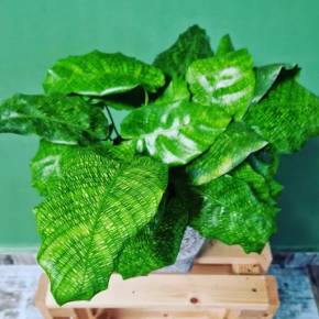 Calathea Musaica Network