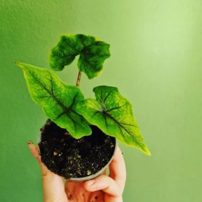Alocasia Jacklyn baby