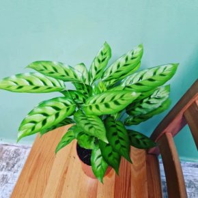 Calathea Leopardina