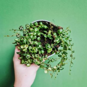 Peperomia Prostrata