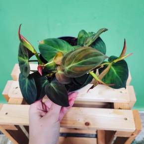 Philodendron Micans