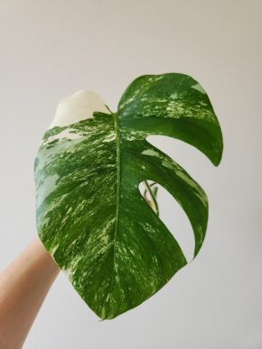 Monstera Deliciosa Albo Variegata