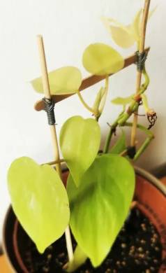 Philodendron scandens Lemon lime