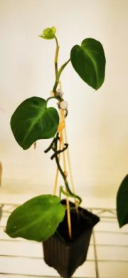 Philodendron melanochrysum