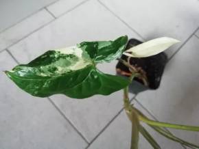 Syngonium albo variegata